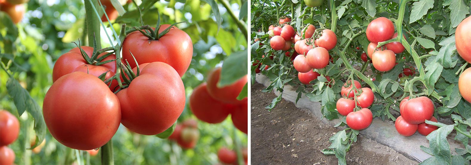 西红柿方案