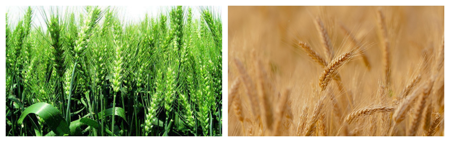 小麦方案 小麦方案