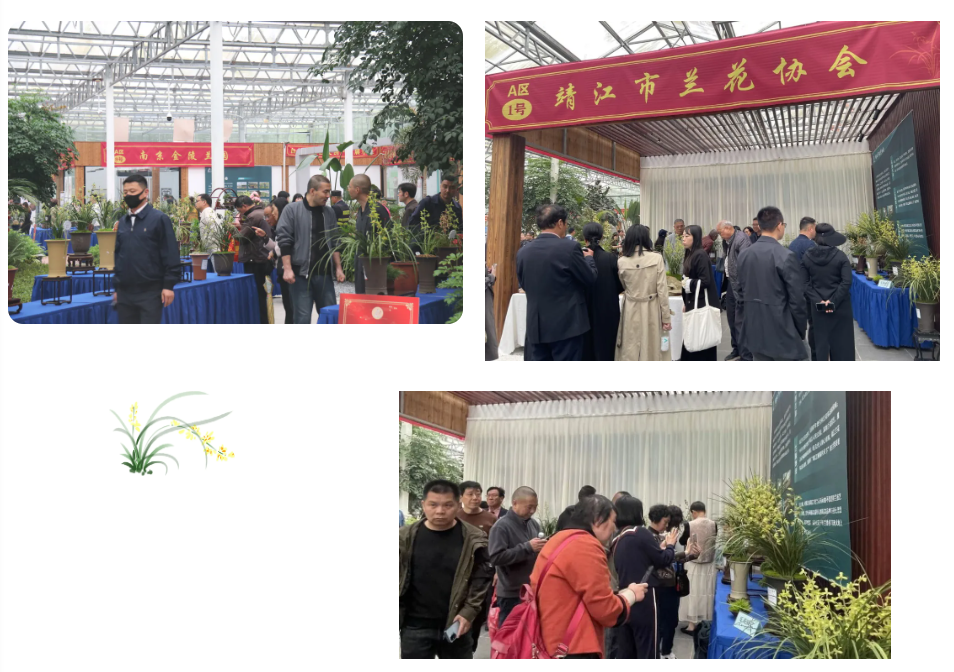 兰韵金陵，乐苑「金岙素」雅动全城！