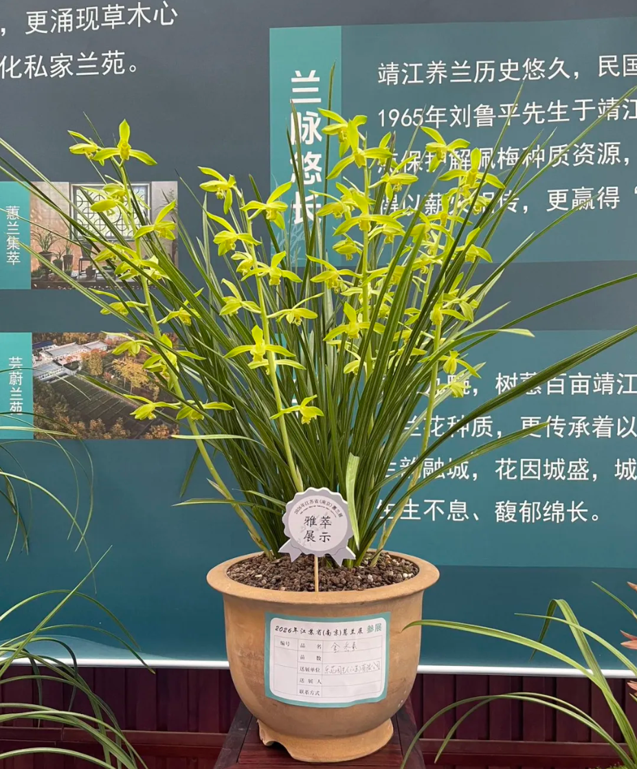 兰韵金陵，乐苑「金岙素」雅动全城！