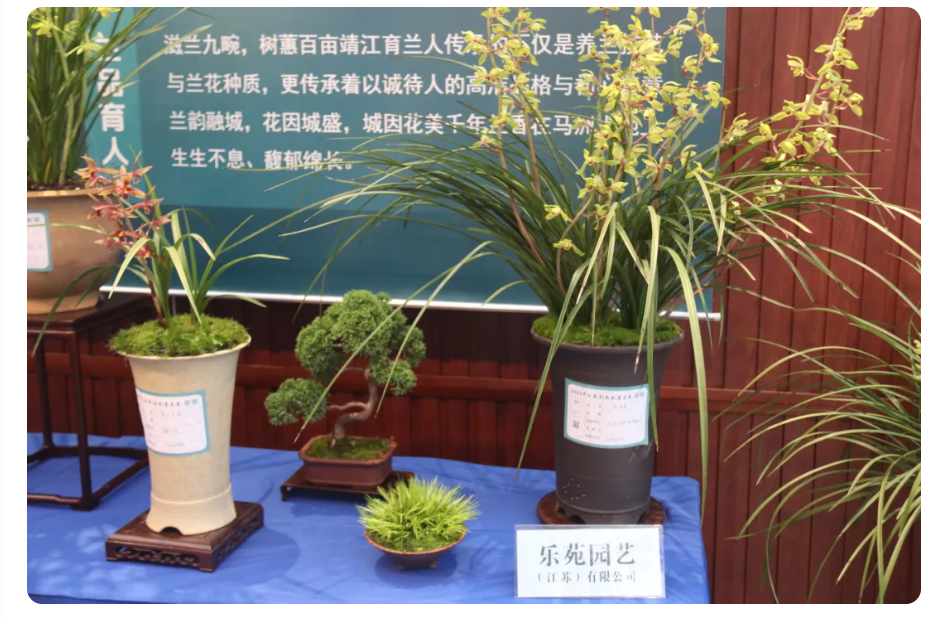兰韵金陵，乐苑「金岙素」雅动全城！