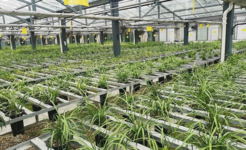 乐苑园艺兴趣小组正式开课啦