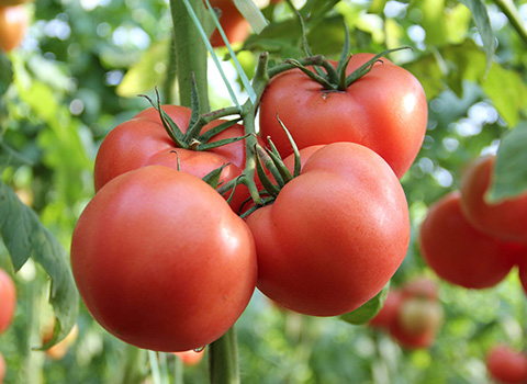 西红柿方案