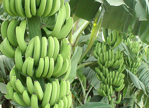 香蕉方案