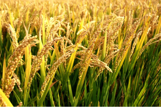 新加坡新南洋开展田间水稻测产工作