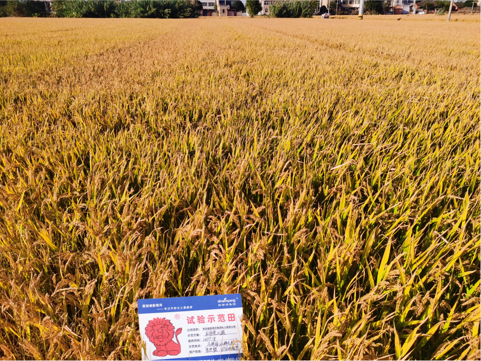 实地测产——巨佳®佳增产效果用数据说话