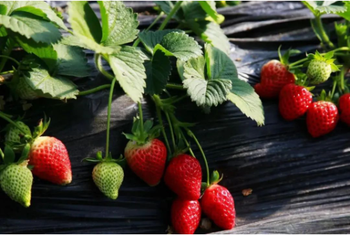 马六甲系列在草莓膨大期的使用方案