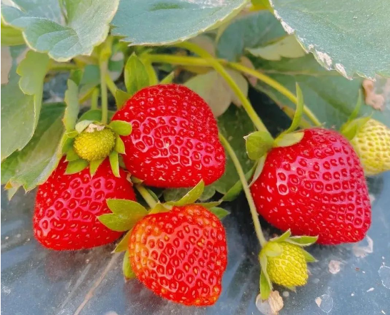 马六甲系列在草莓膨果着色期追肥方案Ⅱ
