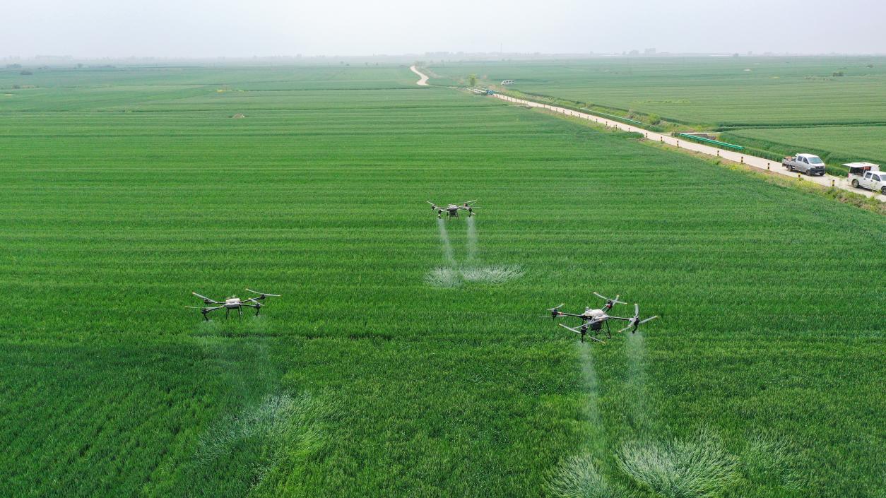 多地寒潮来临！如何促进小麦有效分蘖，提高穗转化率