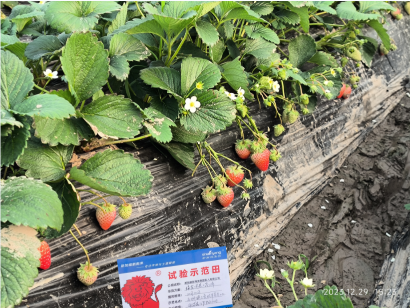 寒潮过后，如何让草莓尽快恢复长势