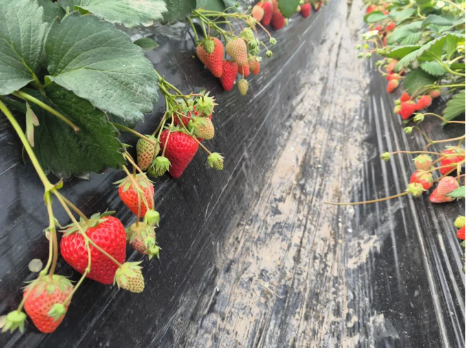 临近春节，如何提高草莓收益，减少断茬影响