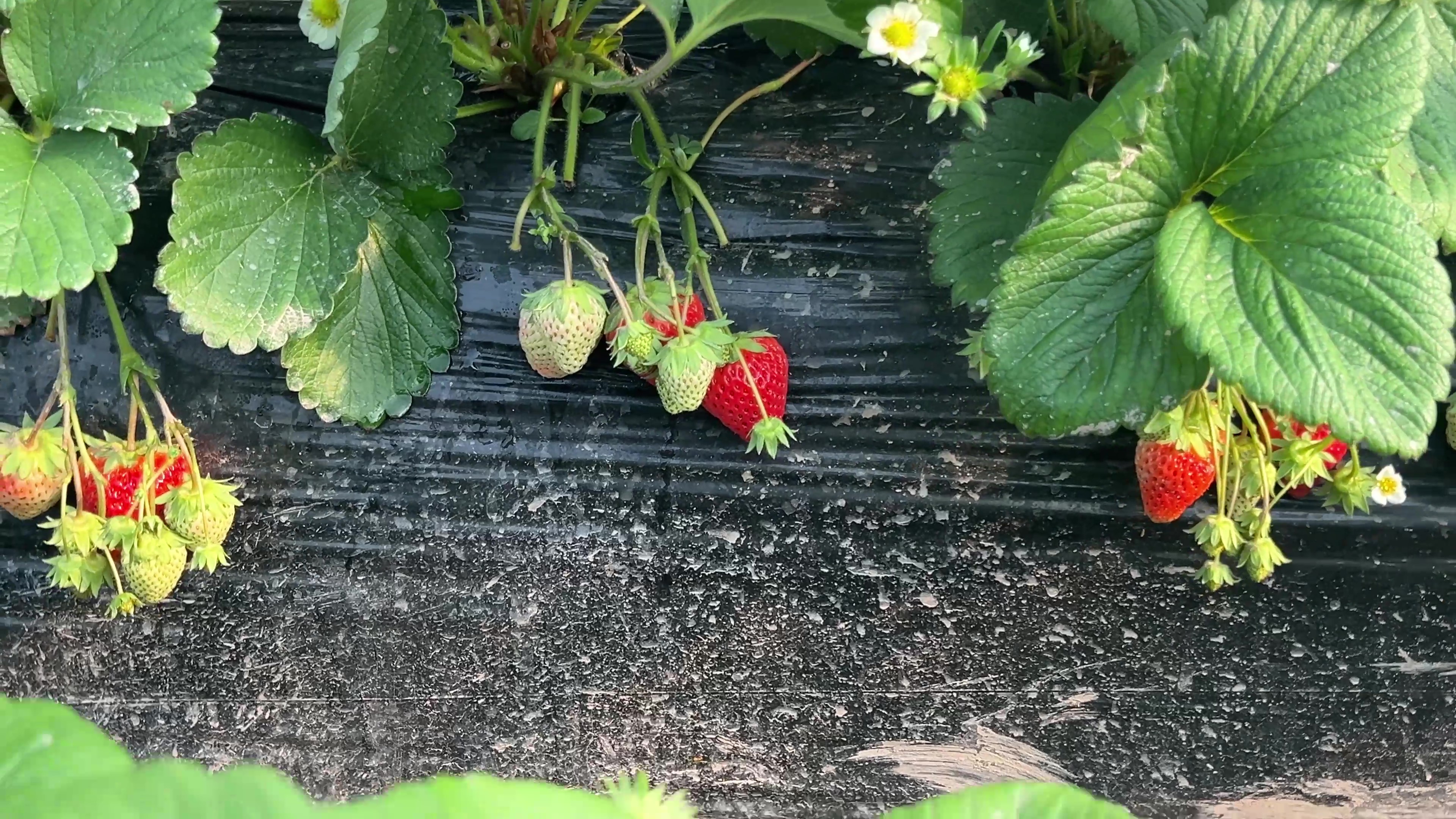 马六甲——来自莓农的肯定！