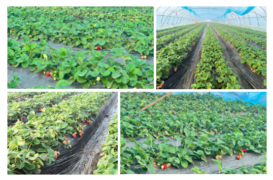 喜讯！靖江马桥草莓基地“红颜”草莓荣获一等奖！