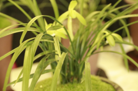 新加坡新南洋助力泰州春兰展