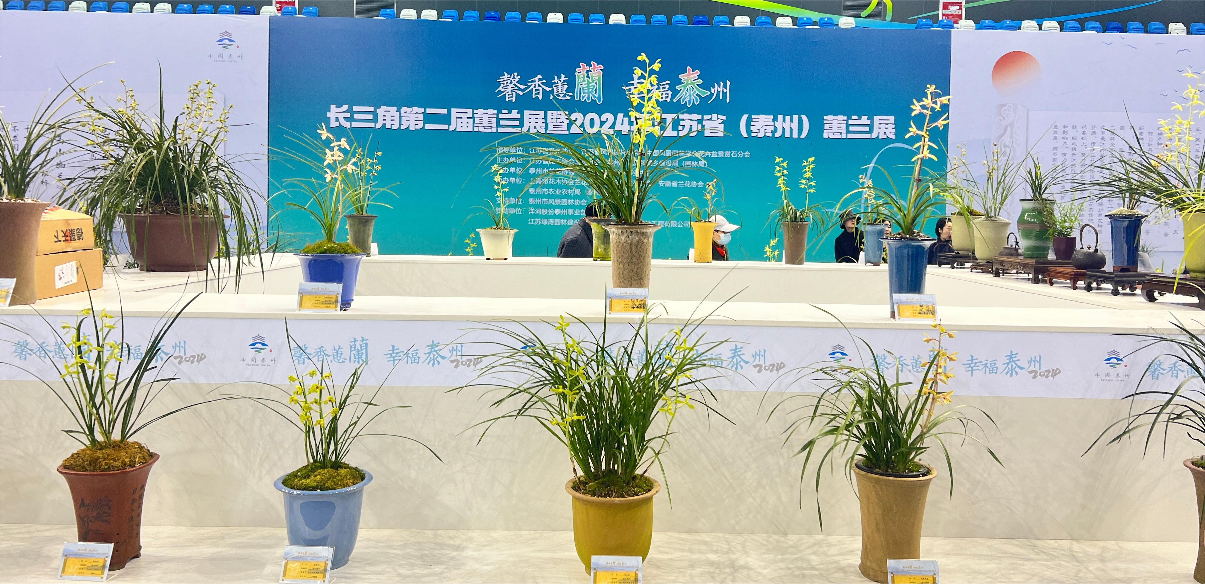 新加坡新南洋助力长三角第二届蕙兰展暨2024年江苏省（泰州）蕙兰展