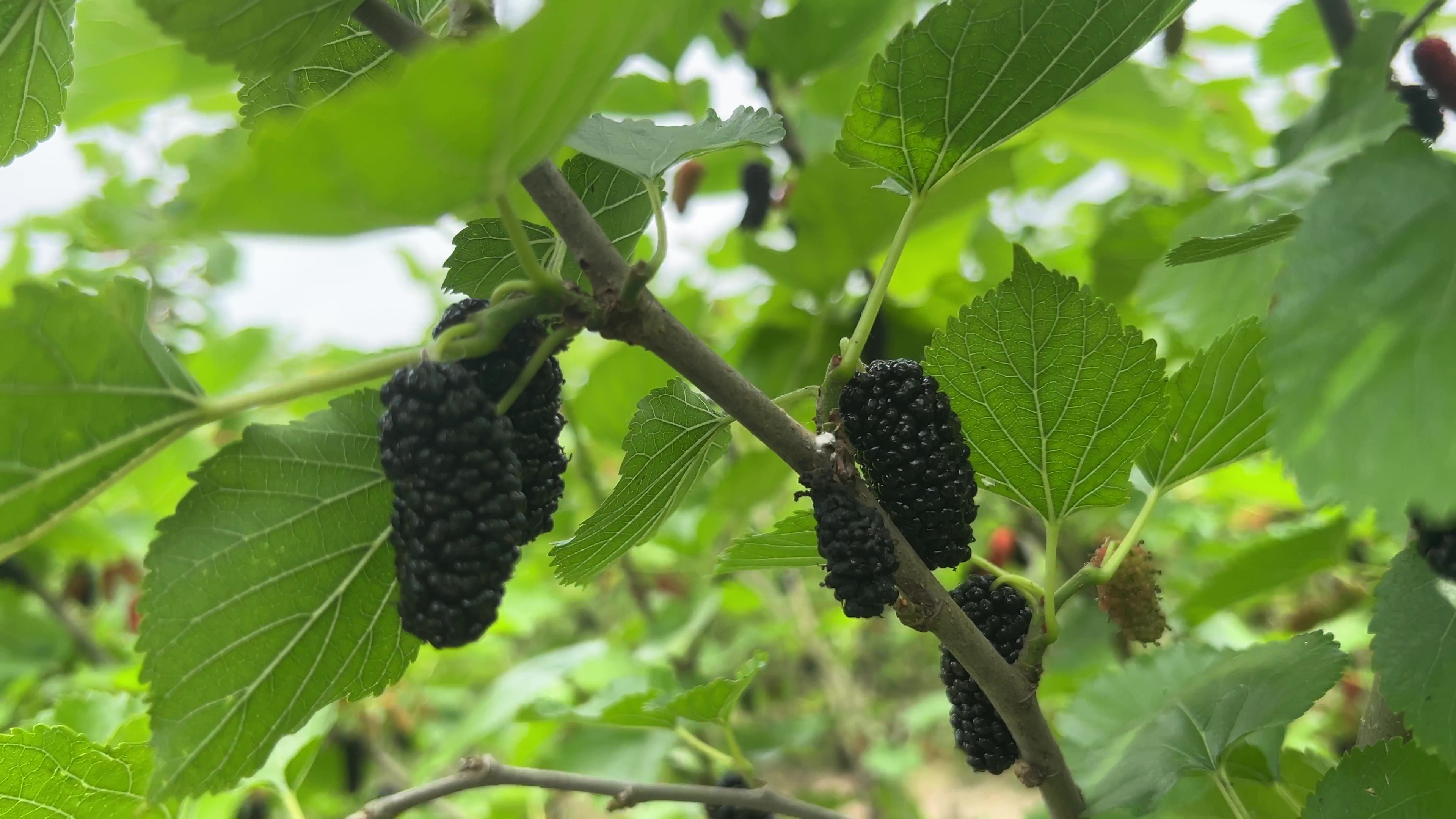 桑葚幼果期肥效试验