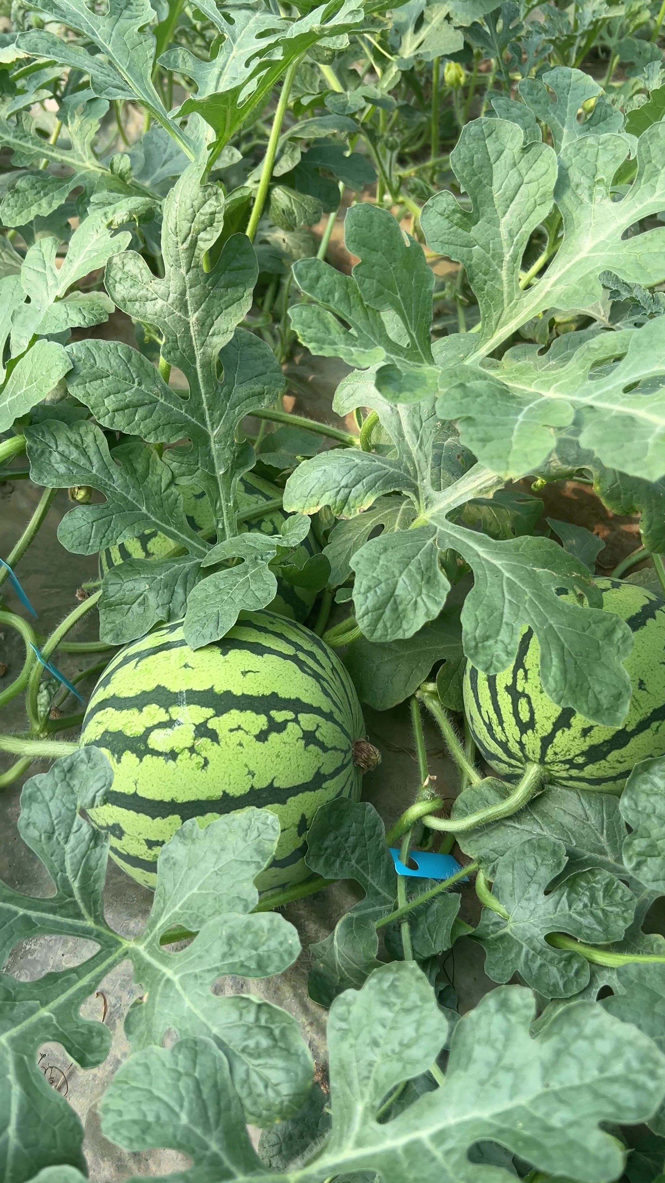 西瓜膨大期肥效试验