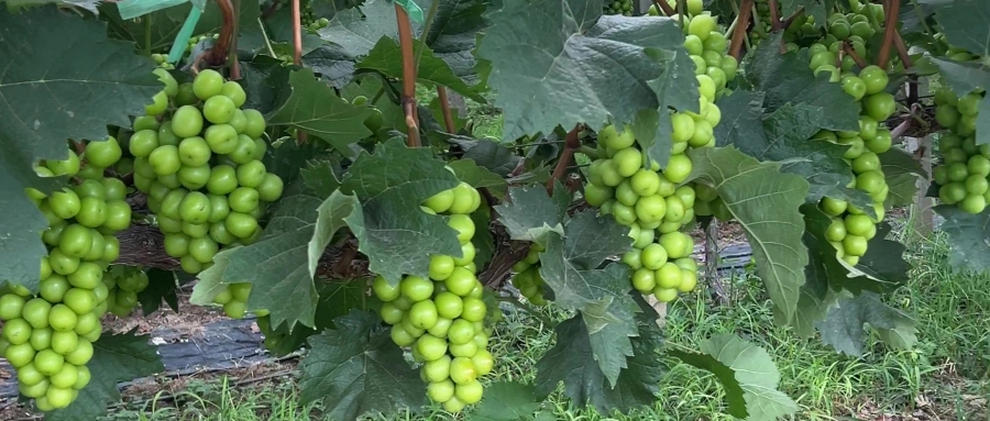 醉美人寡糖钙镁应用案例之阳光玫瑰